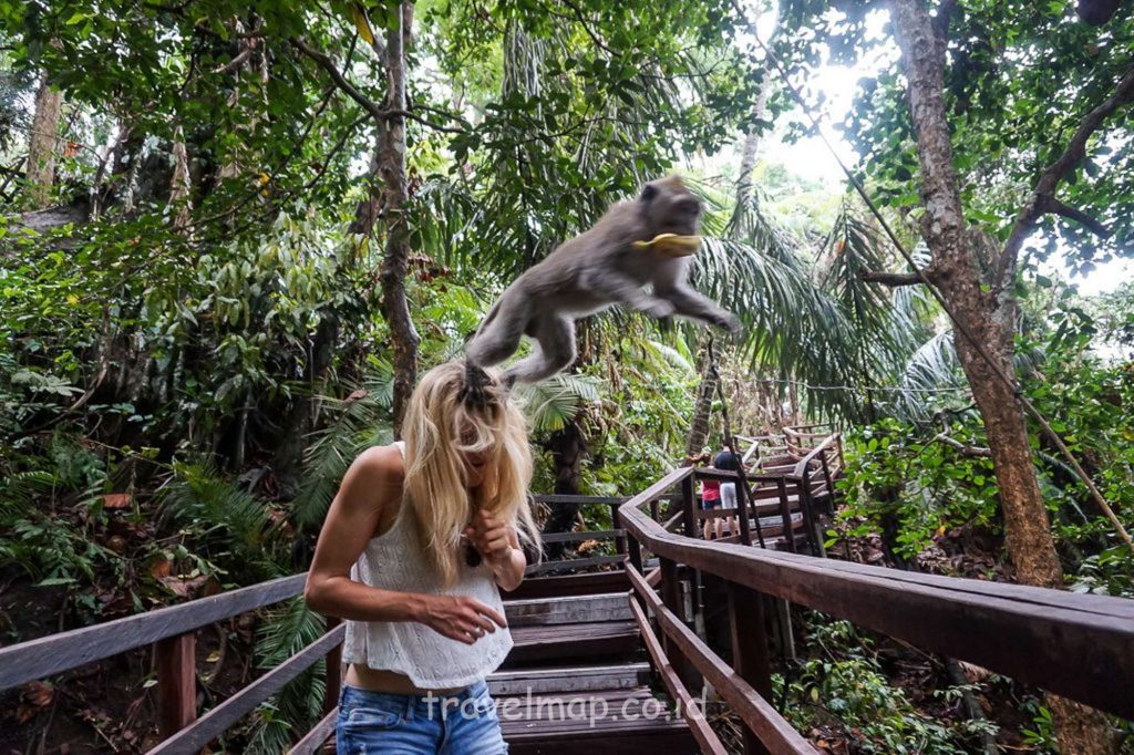 Wisata Monkey Forest Ubud Bali